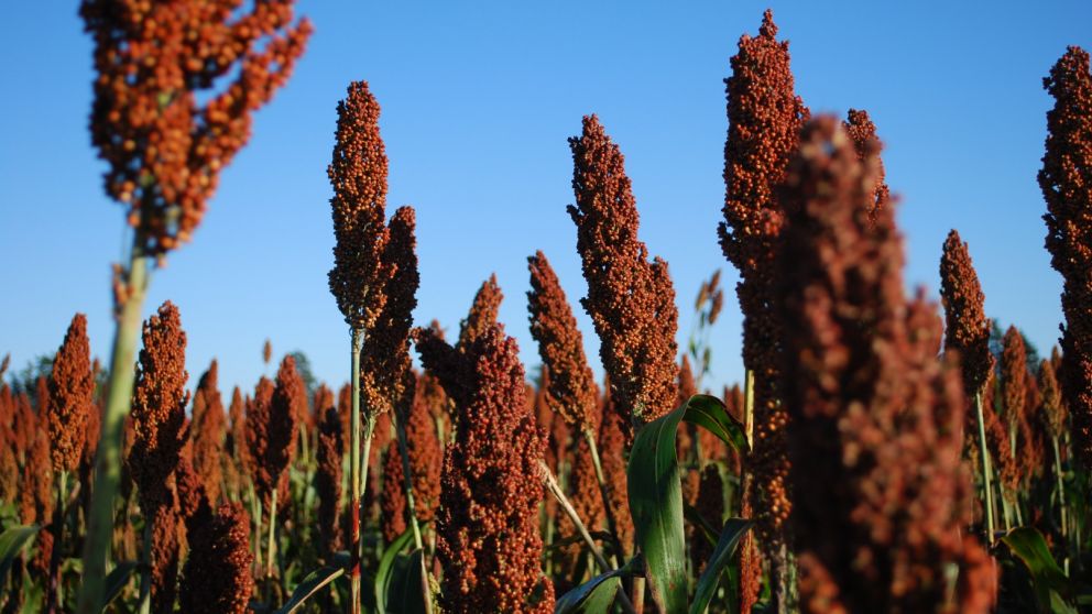 El cultivo asegura rindes, aun con poca agua