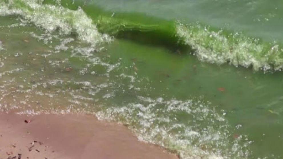 La coloración está directamente relacionada con la presión de nutrientes orgánicos, principalmente de fósforo y nitrógeno