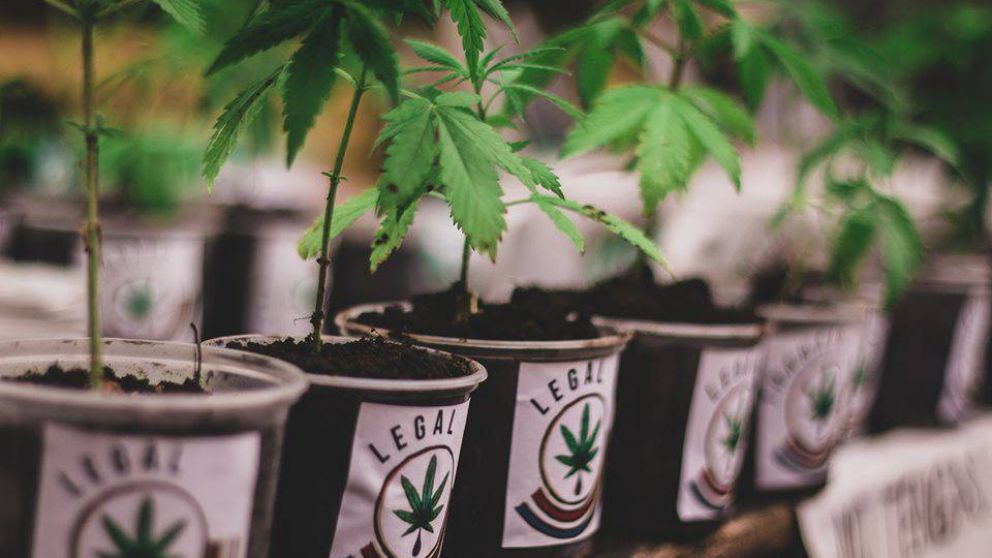 Autocultivo de cannabis: qué es el Reprocann y quiénes pueden anotarse