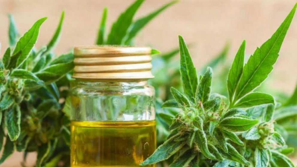 Cannabis: el Gobierno legalizó el autocultivo para uso medicinal