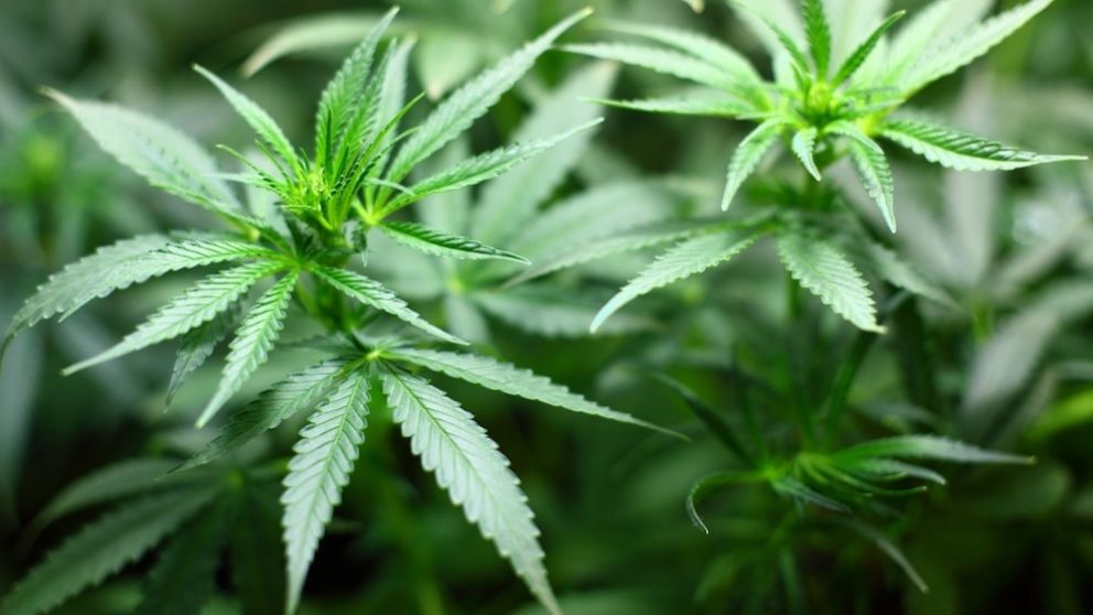 Hay tiempo para completar la encuesta hasta el 11 de diciembre