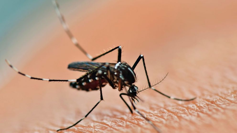La fiebre de zika es transmitida por la picadura del mosquito Aedes aegypti, además de por vía sexual