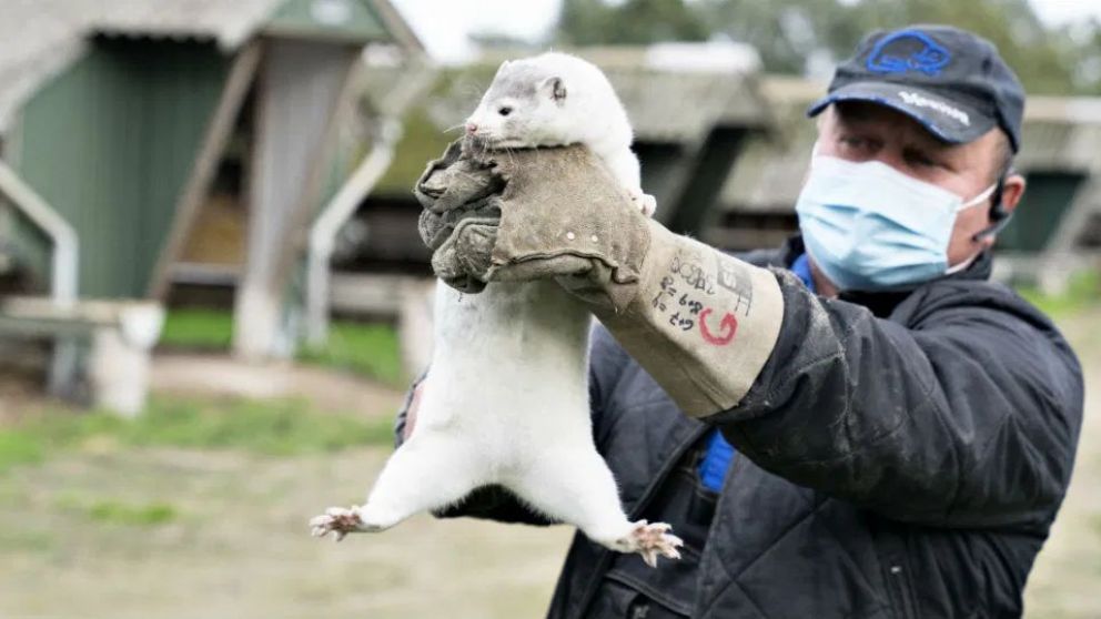 El Cluster 5 fue detectado en muchos visones en Dinamarca