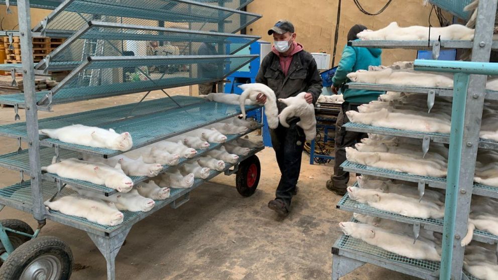 Aerolíneas británicas cancelan vuelos a Dinamarca por nueva cepa de coronavirus