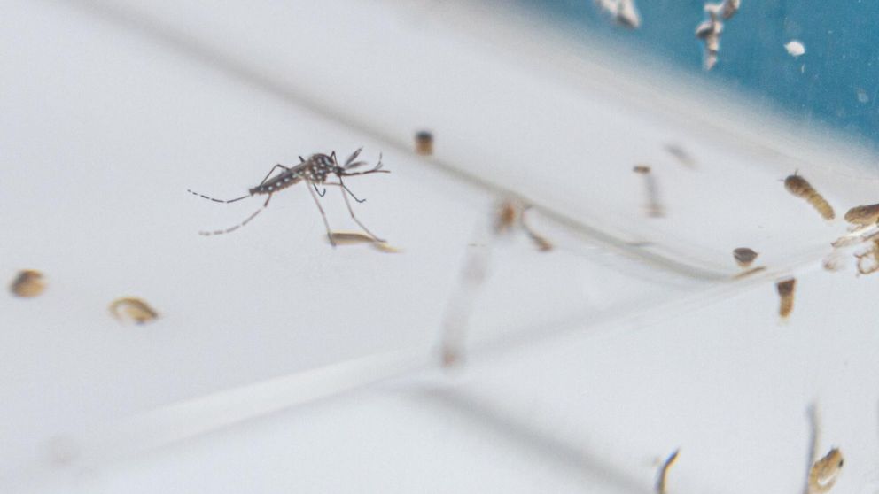 Liberan mosquitos en Colombia para reducir enfermedades causadas por diferentes virus