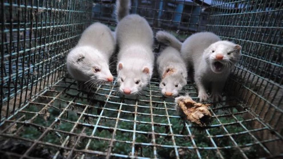 La mitad de los casos de coronavirus en el norte de Dinamarca está relacionada a visones