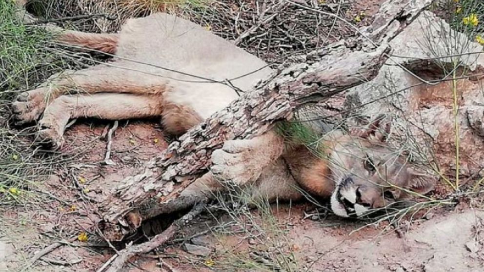 Rescatan a un puma atrapado por un incendio en Córdoba