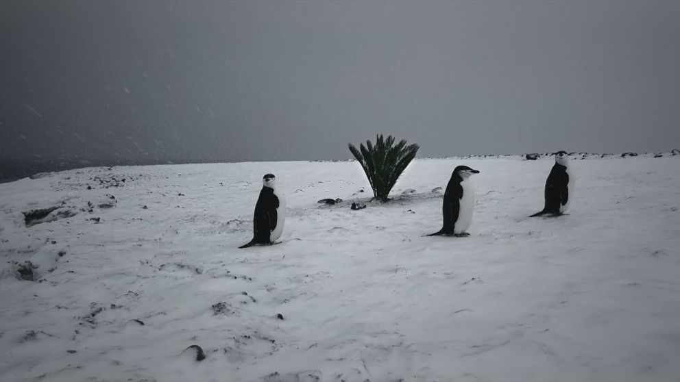 FestiFreak: el mejor cine independiente del mundo, on line