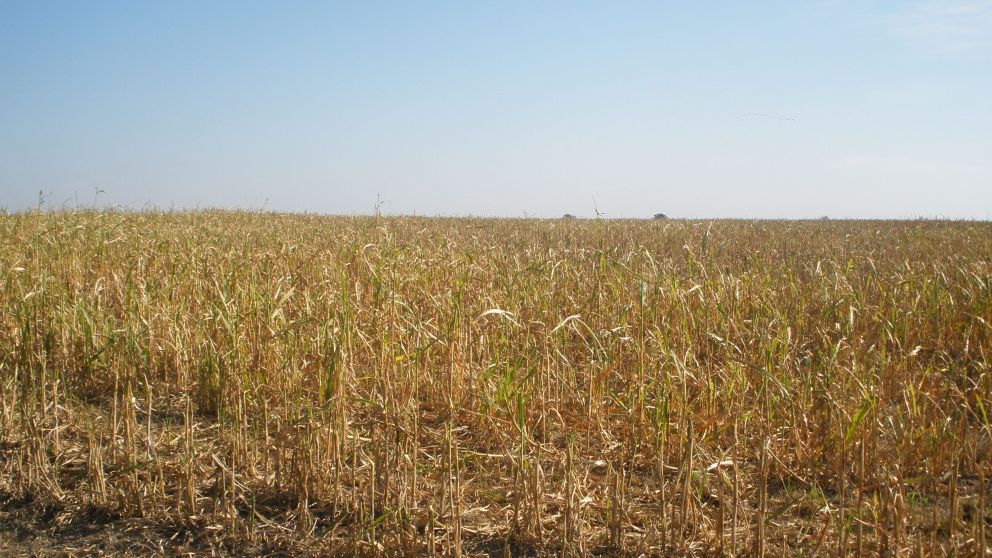 Se espera un fuerte incremento del área sembrada