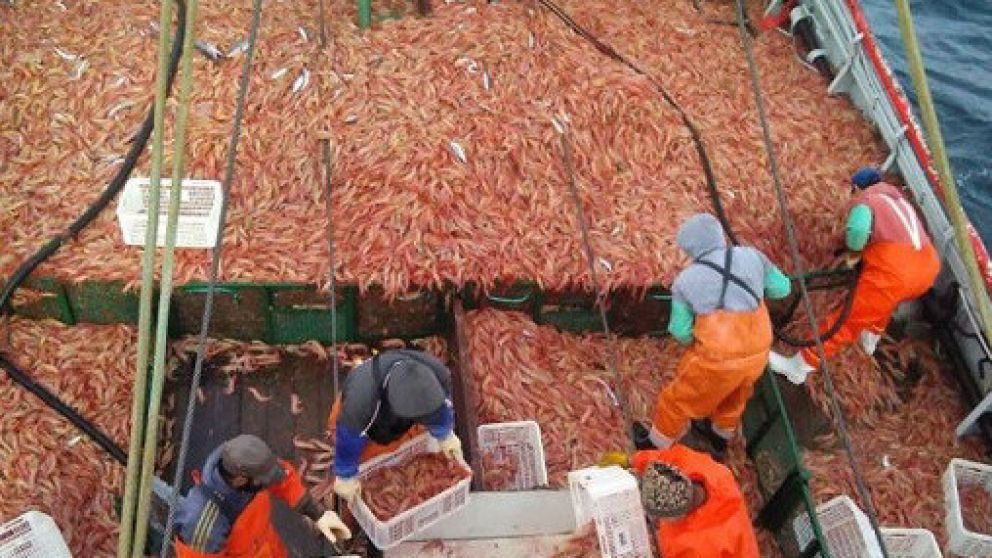 La pesca en Santa Cruz logró superar la pandemia
