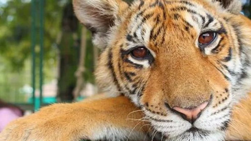 Se encuentran en busca del dueño del zoológico