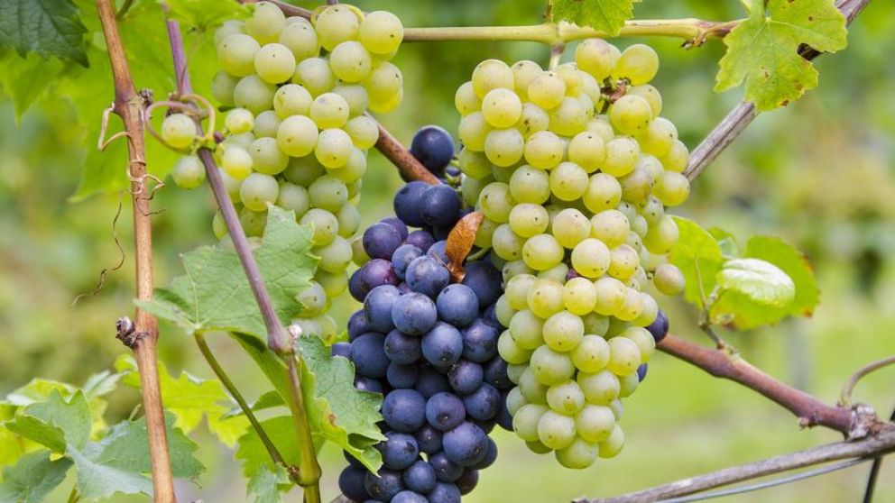 El sector destacó el apoyo del Gobierno