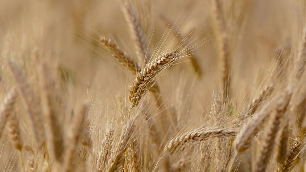 La Asociación Brasileña de Trigo (Abitrigo) pidió que Argentina no autorice el comercio del trigo HB4