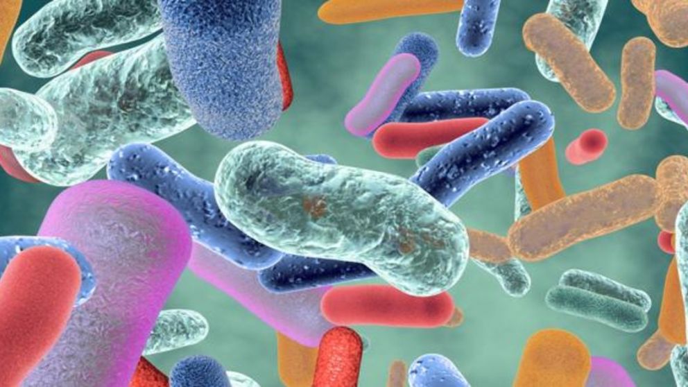 La falta de microbiota intestinal provoca pérdida de memoria a corto plazo