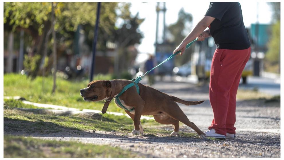 En las últimas semanas hubo tres casos graves