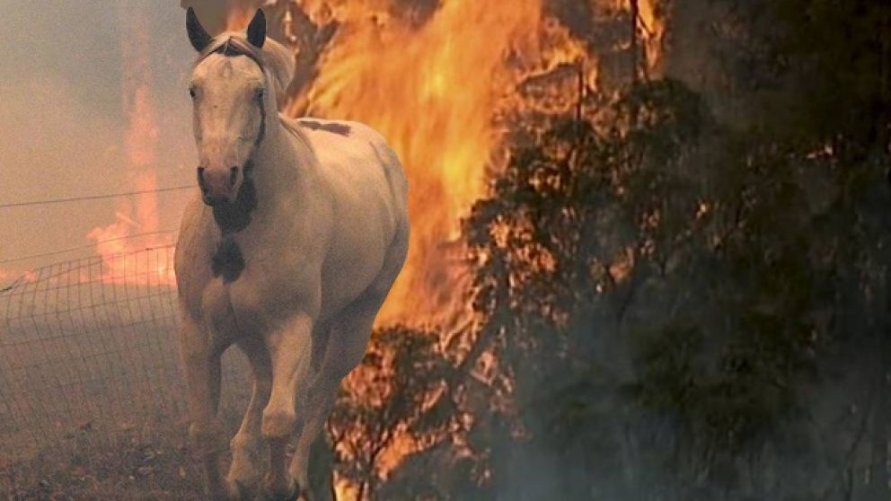 Los animales se encuentran en peligro