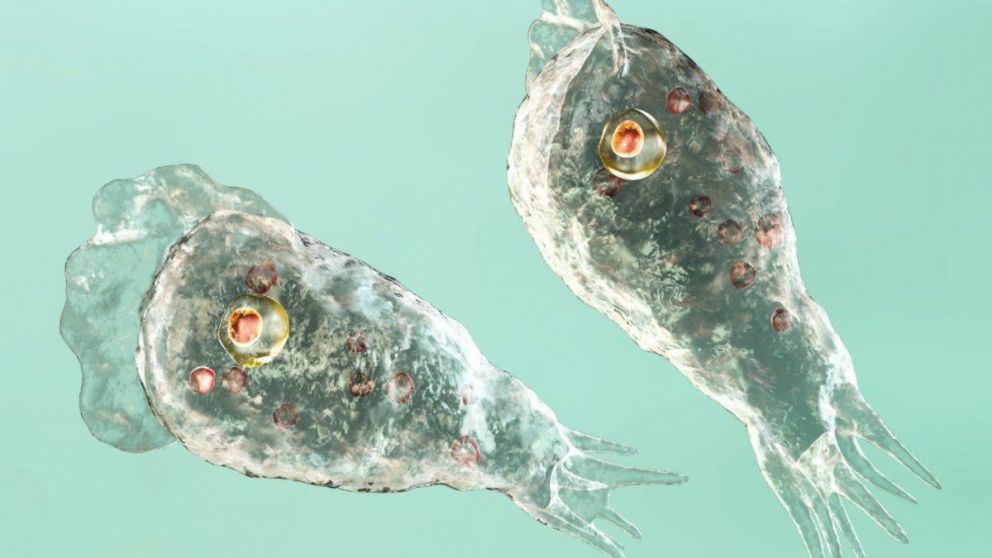 La ameba comecerebros es mortal en el 97% de los casos: solo 4 de los 145 infectados sobrevivieron