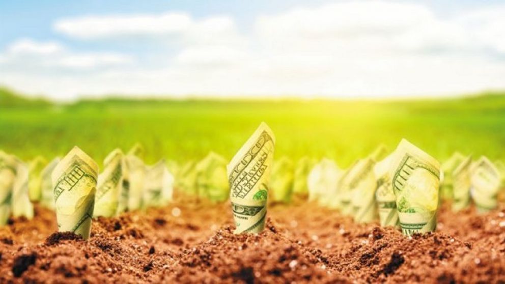 Los dólares del campo: el Gobierno espera recaudar USD10 mil millones