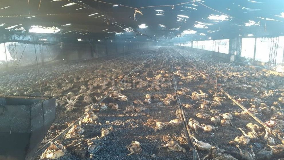 Terrible incendio en producción avícola, murieron cerca de 20 mil pollos