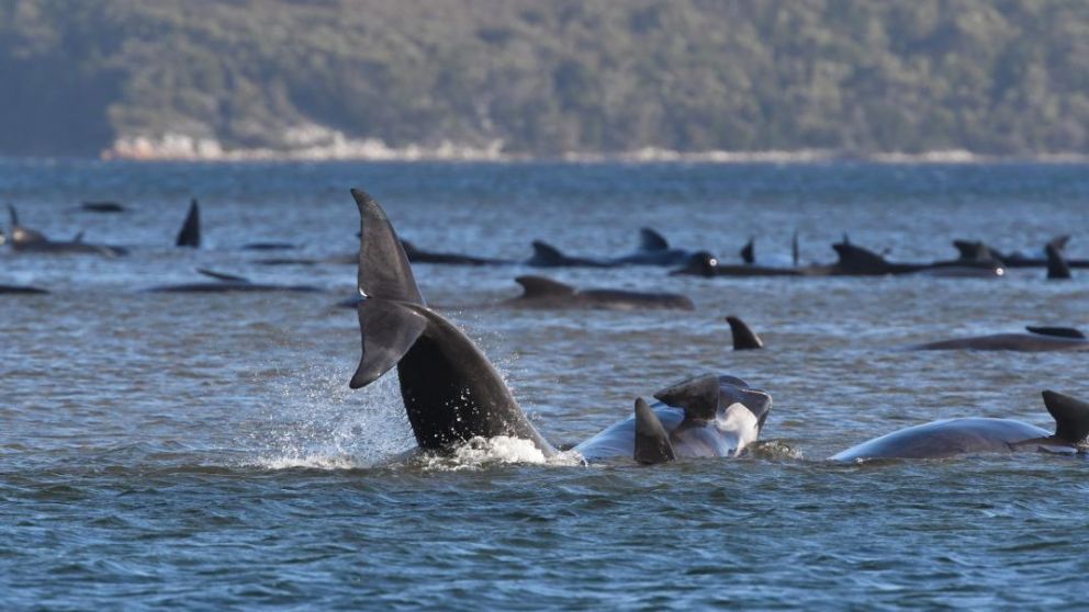 Las tareas continuarán durante días para rescatar las ballenas piloto