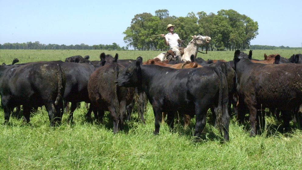 La raza Angus fue la mayoritaria entre los bovinos