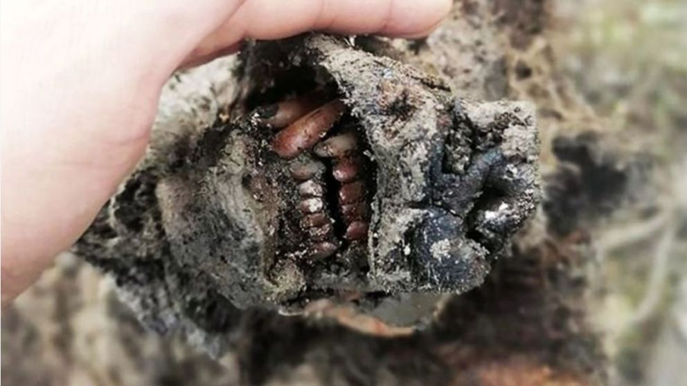 El oso de las cavernas fue encontrado en perfectas condiciones