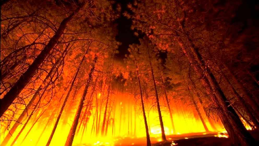 Incendios en bosques y humedales, una prioridad en la agenda medio ambiental