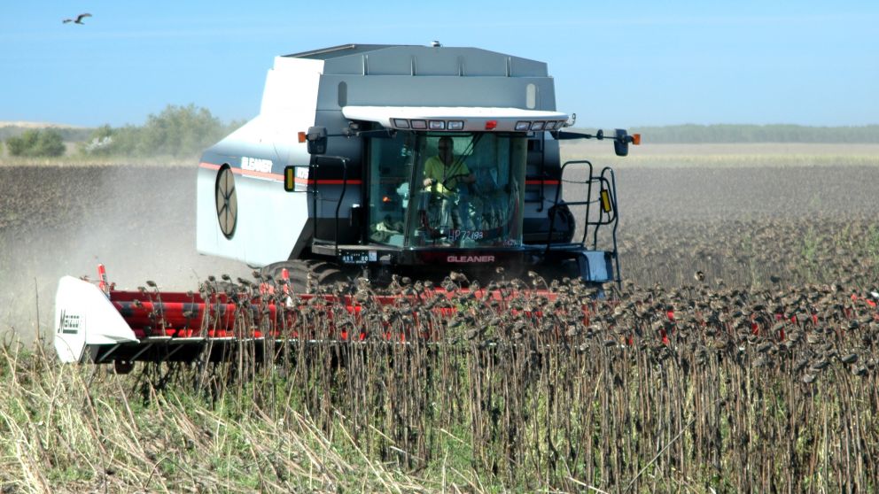 Preocupa el estado del girasol en el NEA