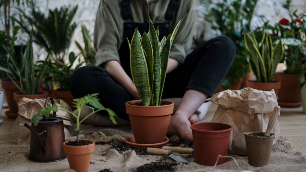 Vida en verde: pasi�n por la jardiner�a