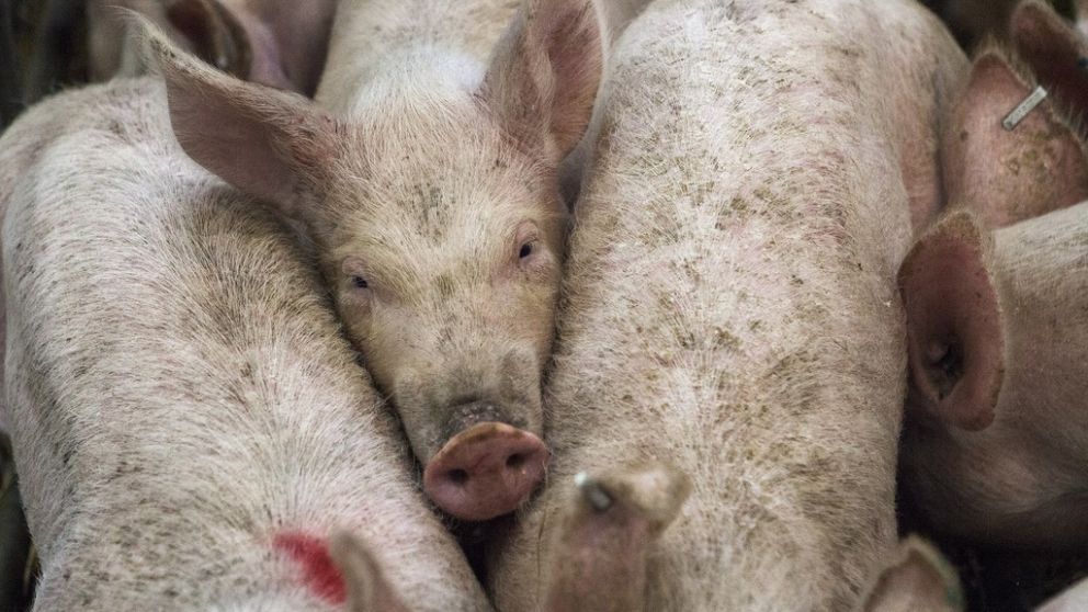 Se postergó hasta noviembre la firma del acuerdo porcino con China