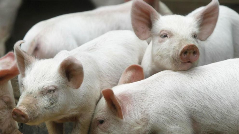 El nuevo virus con potencial de pandemia est� presente en los cerdos