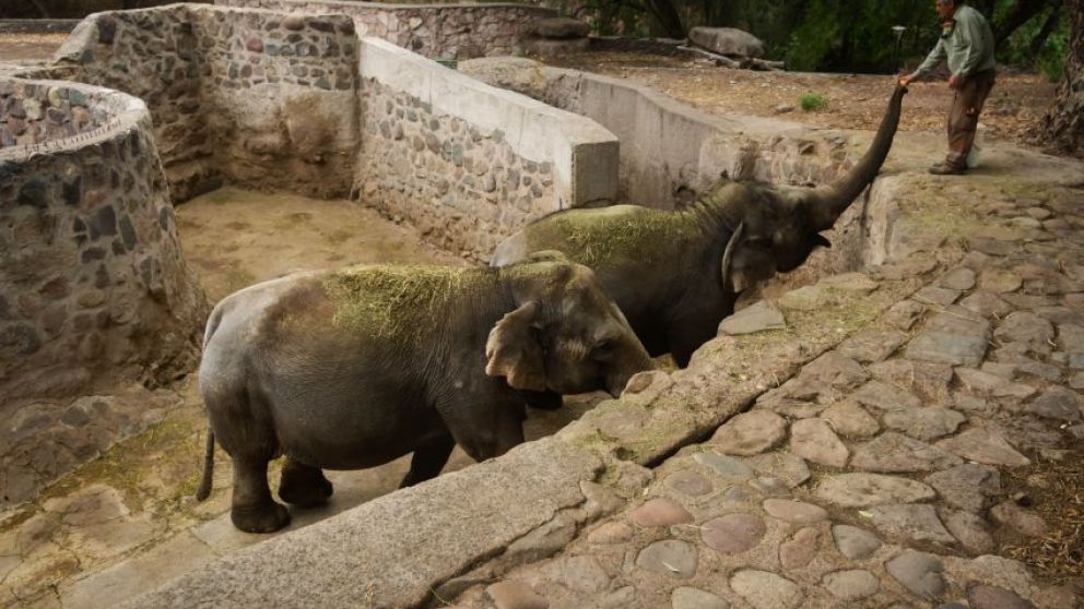 Las condiciones del zoológico y la provincia eran desfavorables para el bienestar de los elefantes