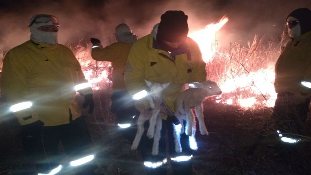 Bomberos y brigadistas de Entre Ríos rescatan animales del fuego