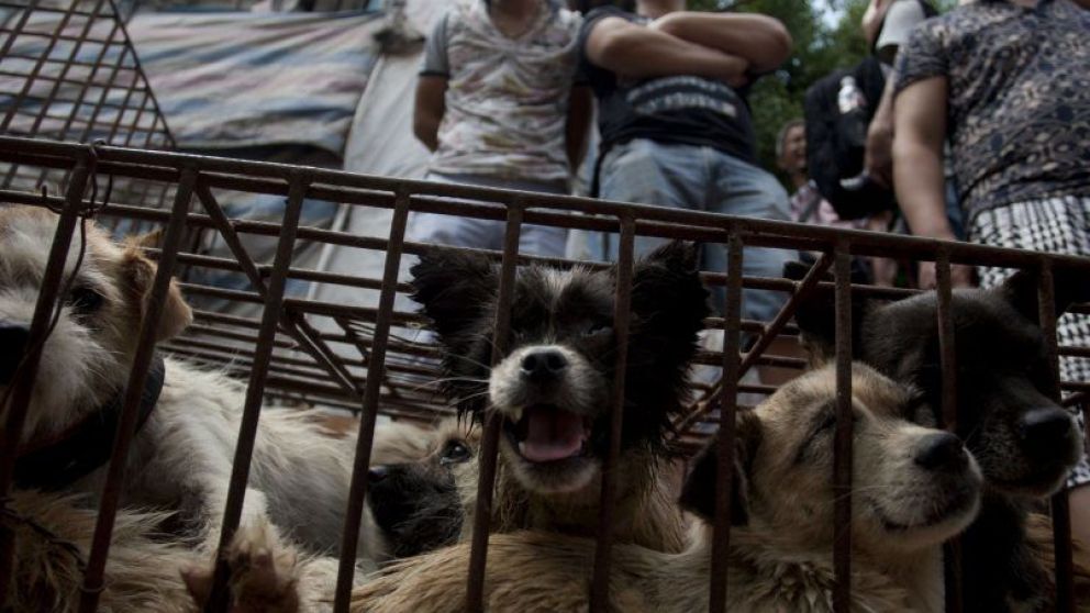 Los ciudadanos temen que los animales sean usados como alimento