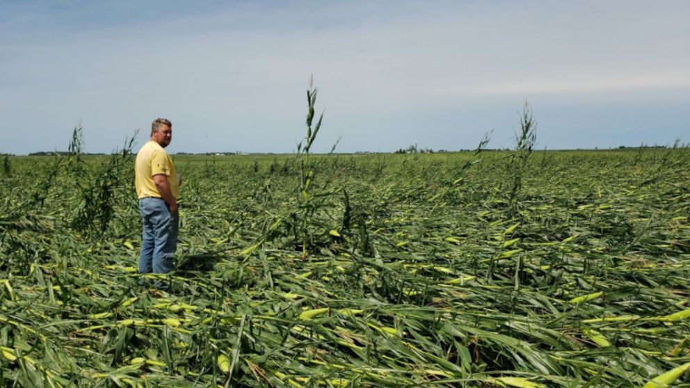 Derecho: la tormenta que arrasó más de 4 millones de hectáreas de maíz en
Iowa