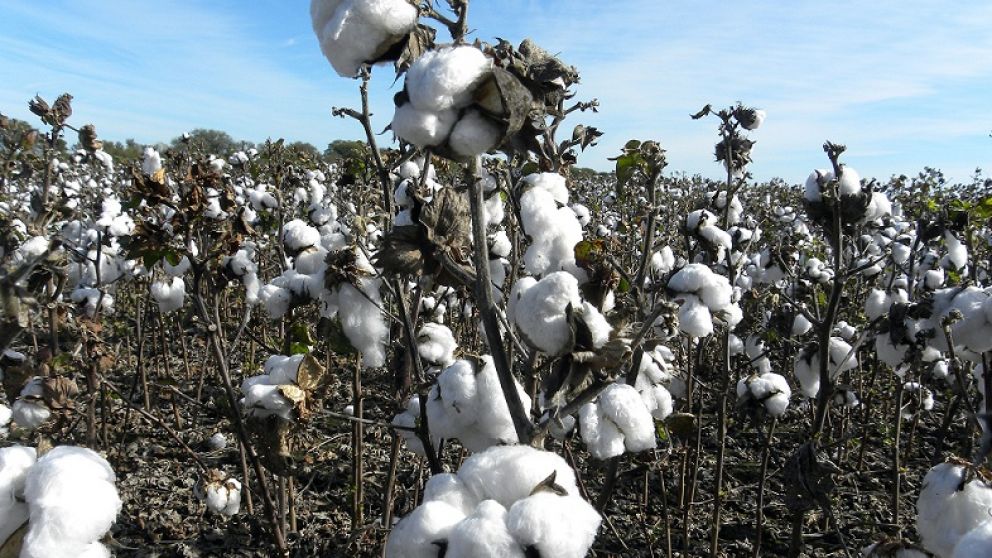 Las nuevas semillas son 100% nacionales