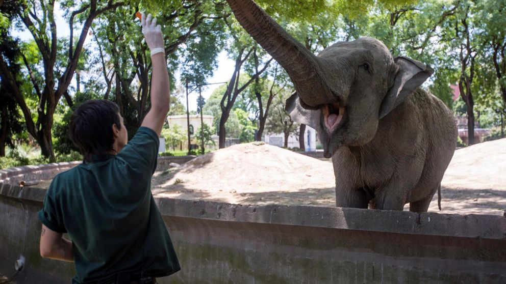 Mara estuvo en cautiverio todas su vida, pero fue trasladada a una reserva natural