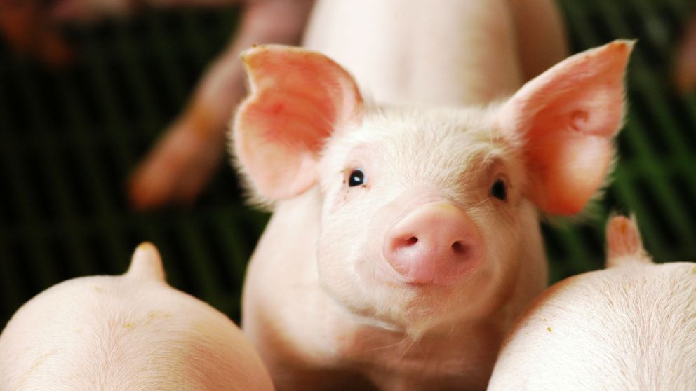 Después de cinco meses, los precios muestran una tendencia alcista