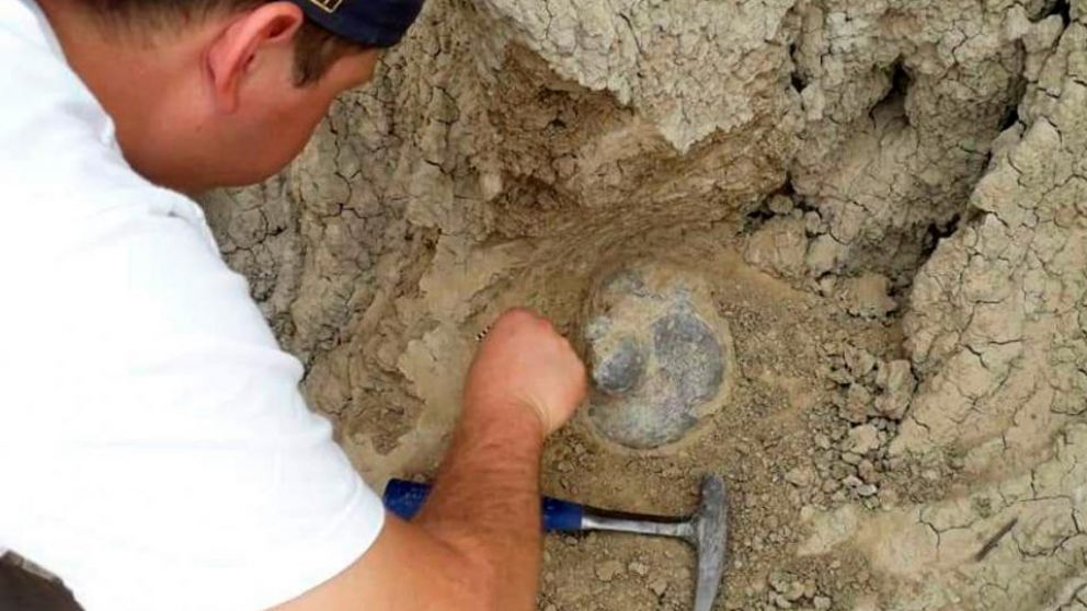 En Corrientes encontraron los restos de un perezoso gigante