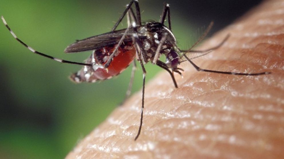 El Ministerio de Salud advirtió por el avance de la fiebre chikungunya en Argentina, con Salta como epicentro