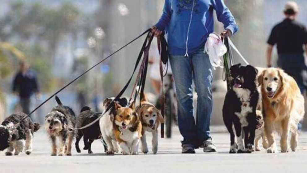 Los paseadores de perros son uno de los trabajadores que serán habilitados