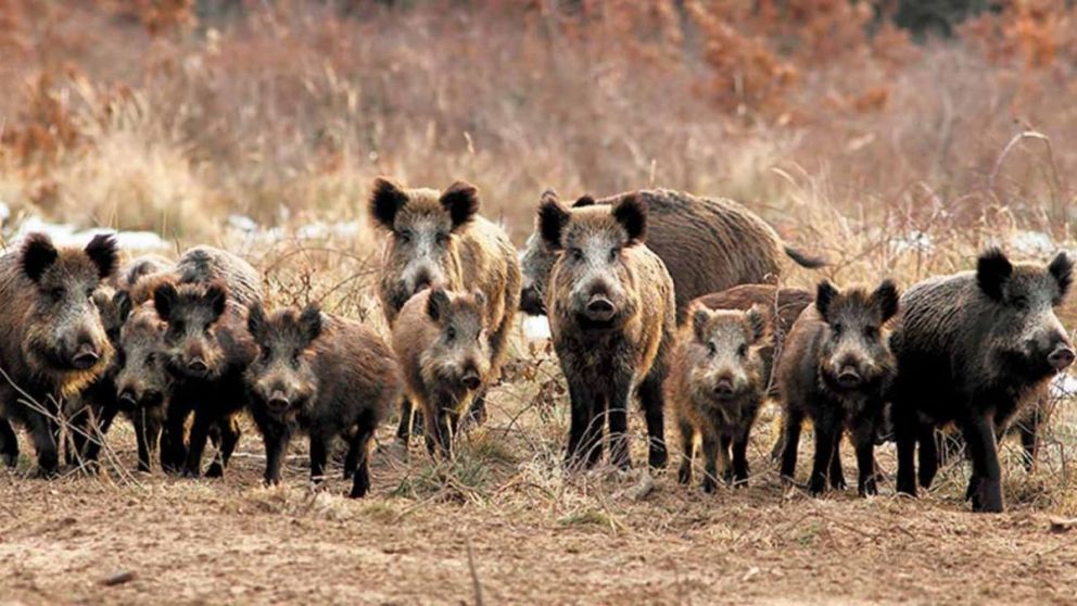 Después de los carpinchos, advierten sobre la presencia de jabalíes y pumas y otra fauna en campos bonaerenses