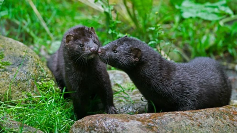 En la granja de Aragón, los visones llegaron a tener transmisión comunitaria de coronavirus