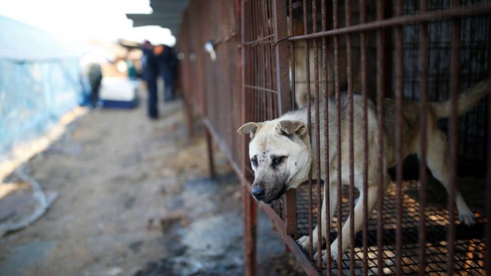 La carne de perro es una comida popular en Corea del Norte