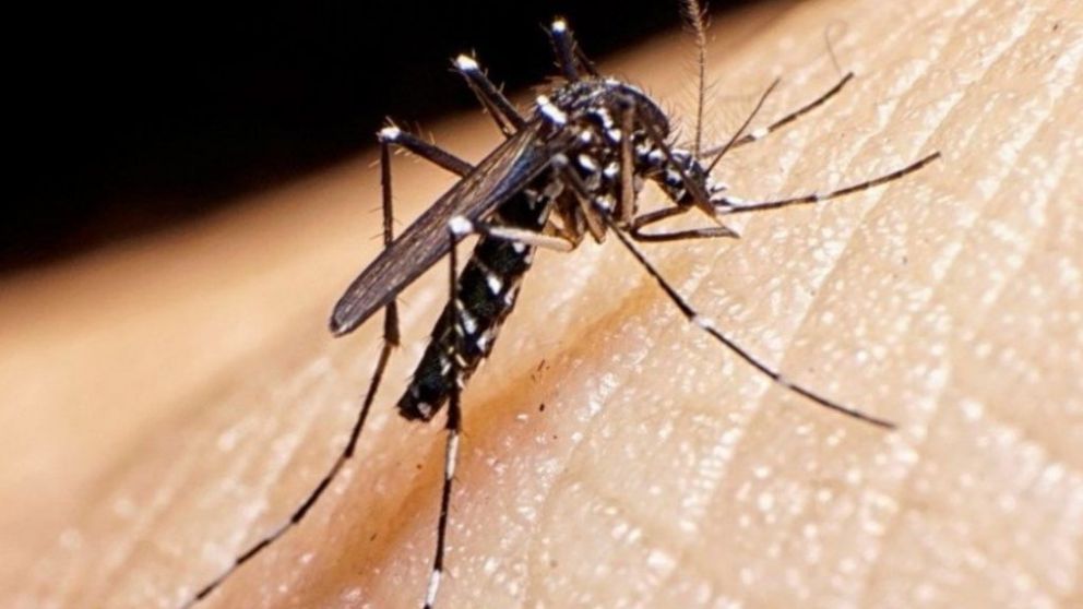 Dengue y peste negra en China 
