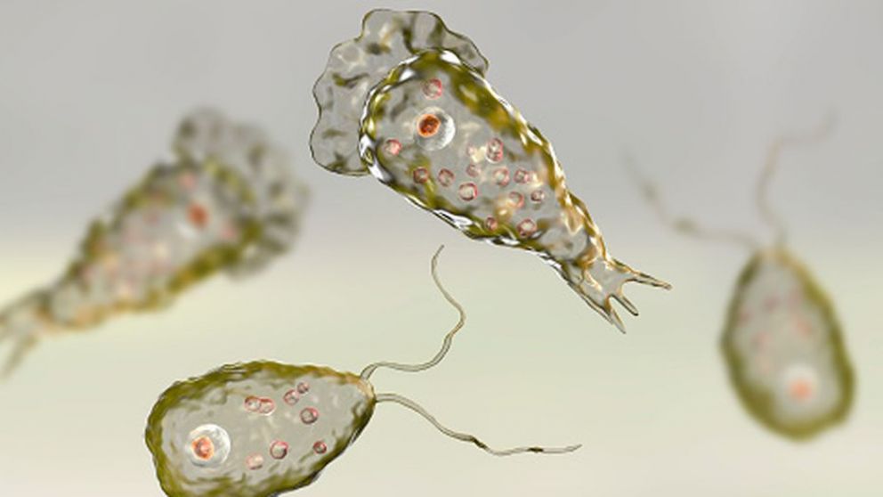 El microorganismo es letal