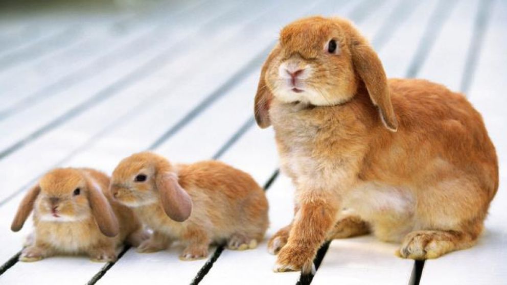 Un virus que ataca conejos