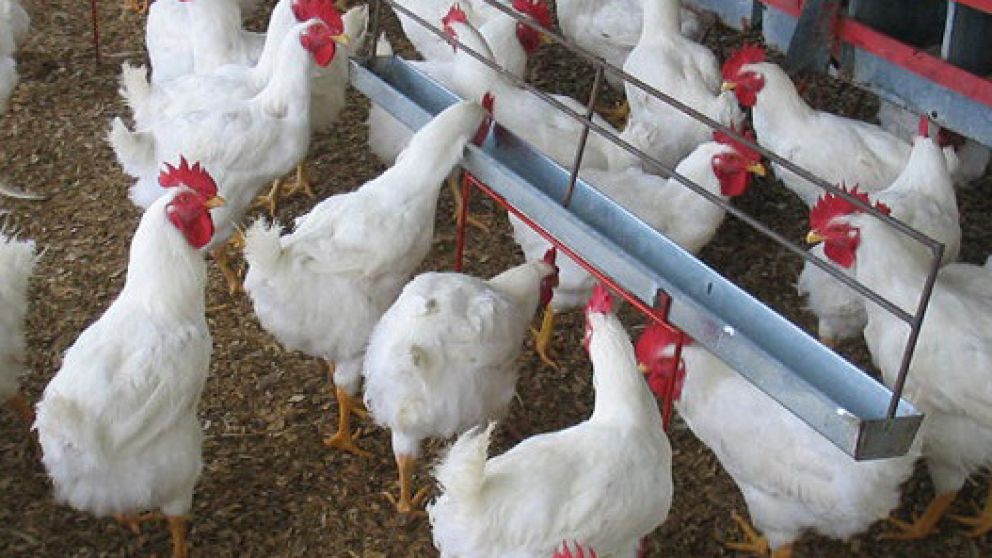 La devaluación impactó en los alimentos de los pollos