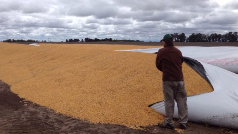 El vandalismo no se detiene en el campo y se pierden millonarias cantidades de cosechas