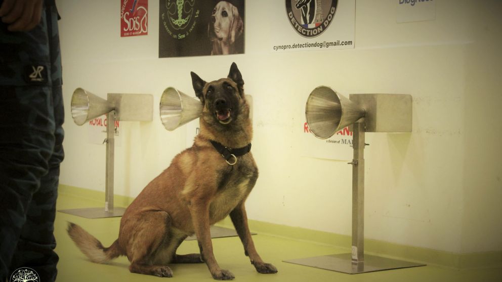 Buscan que los perros respondan de una manera específica al oler el coronavirus